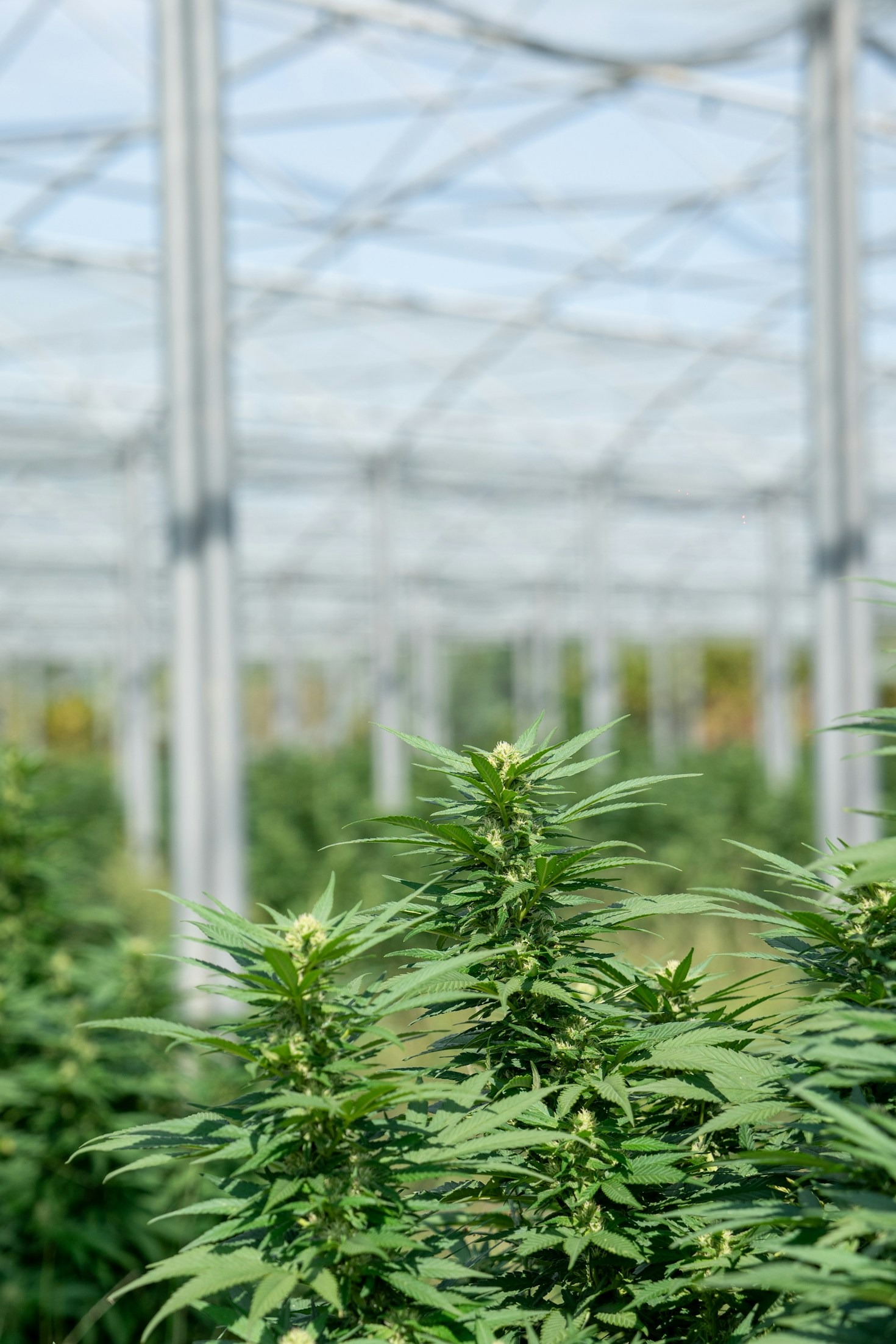 Top Tips for Sustainable Cannabis Farming