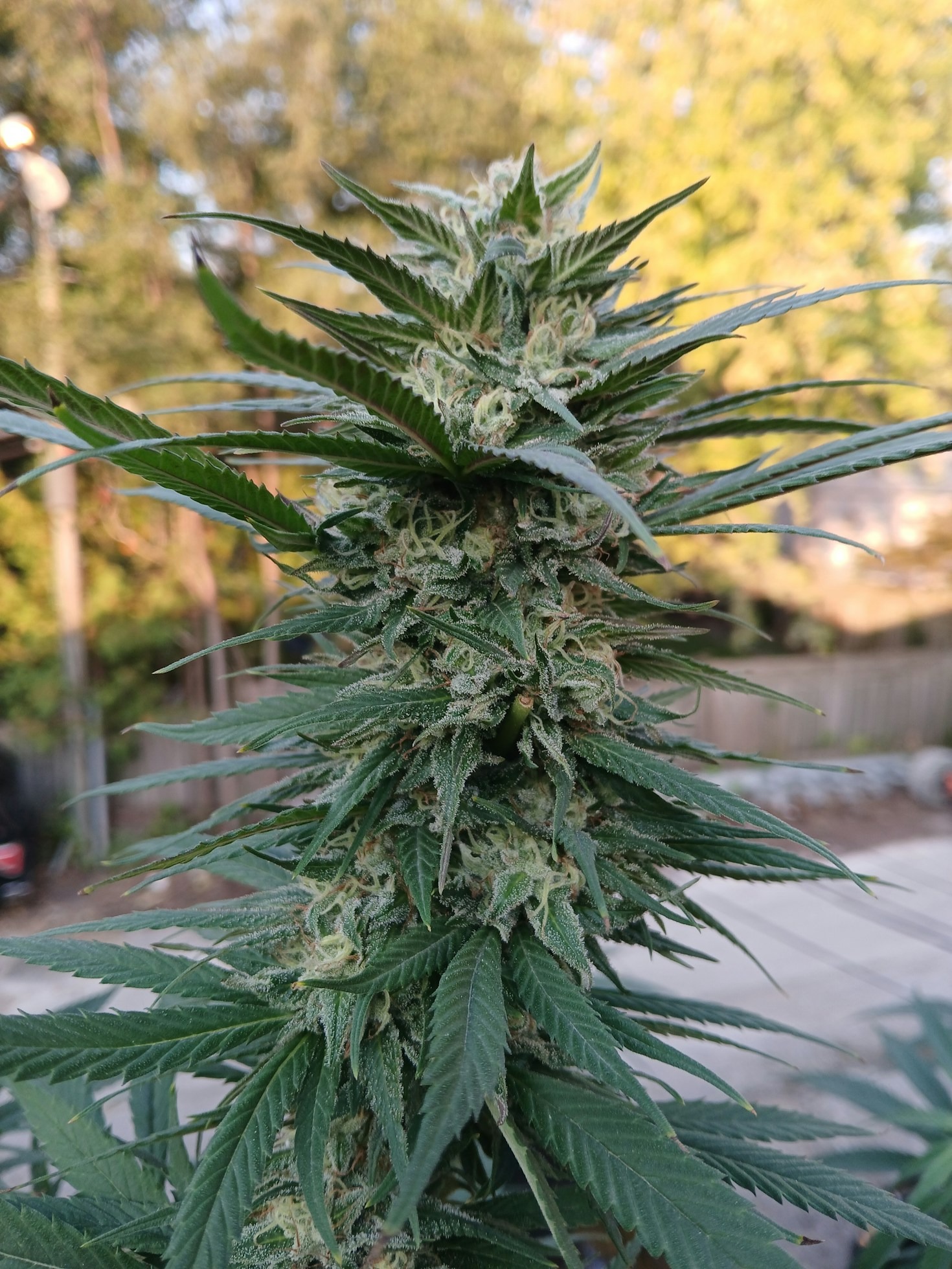 The Role of Safety in Hemp Production