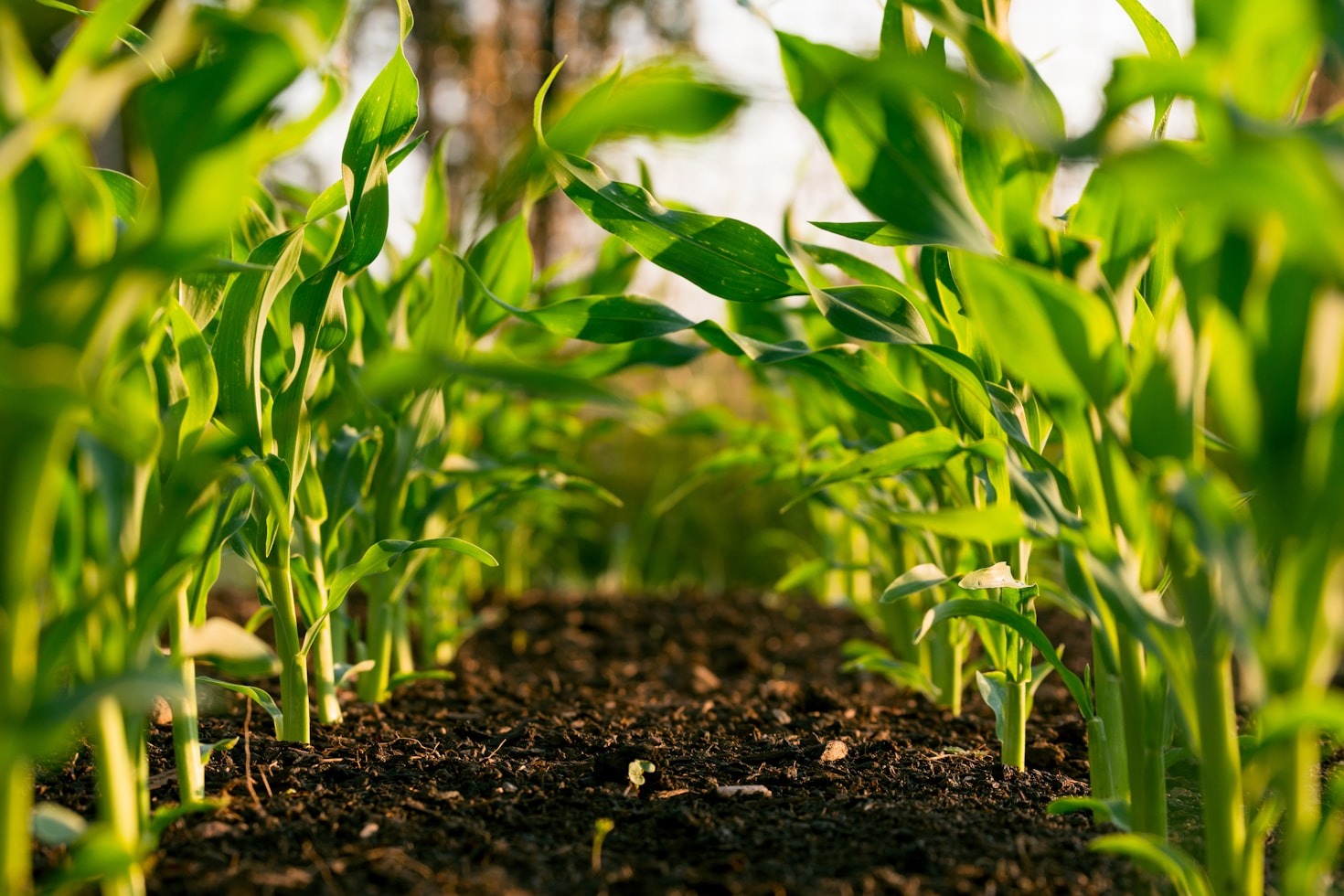 How to Start a Successful Cannabis Farm