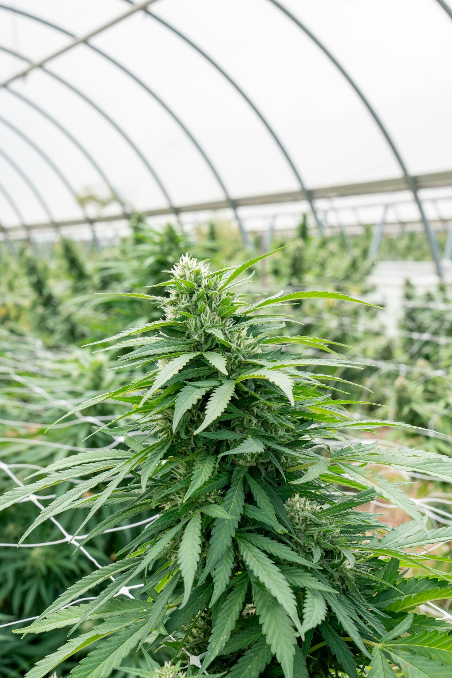 Understanding the Basics of Medical Cannabis