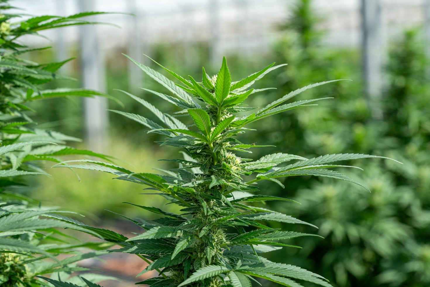 Innovations in Hemp Processing Technology