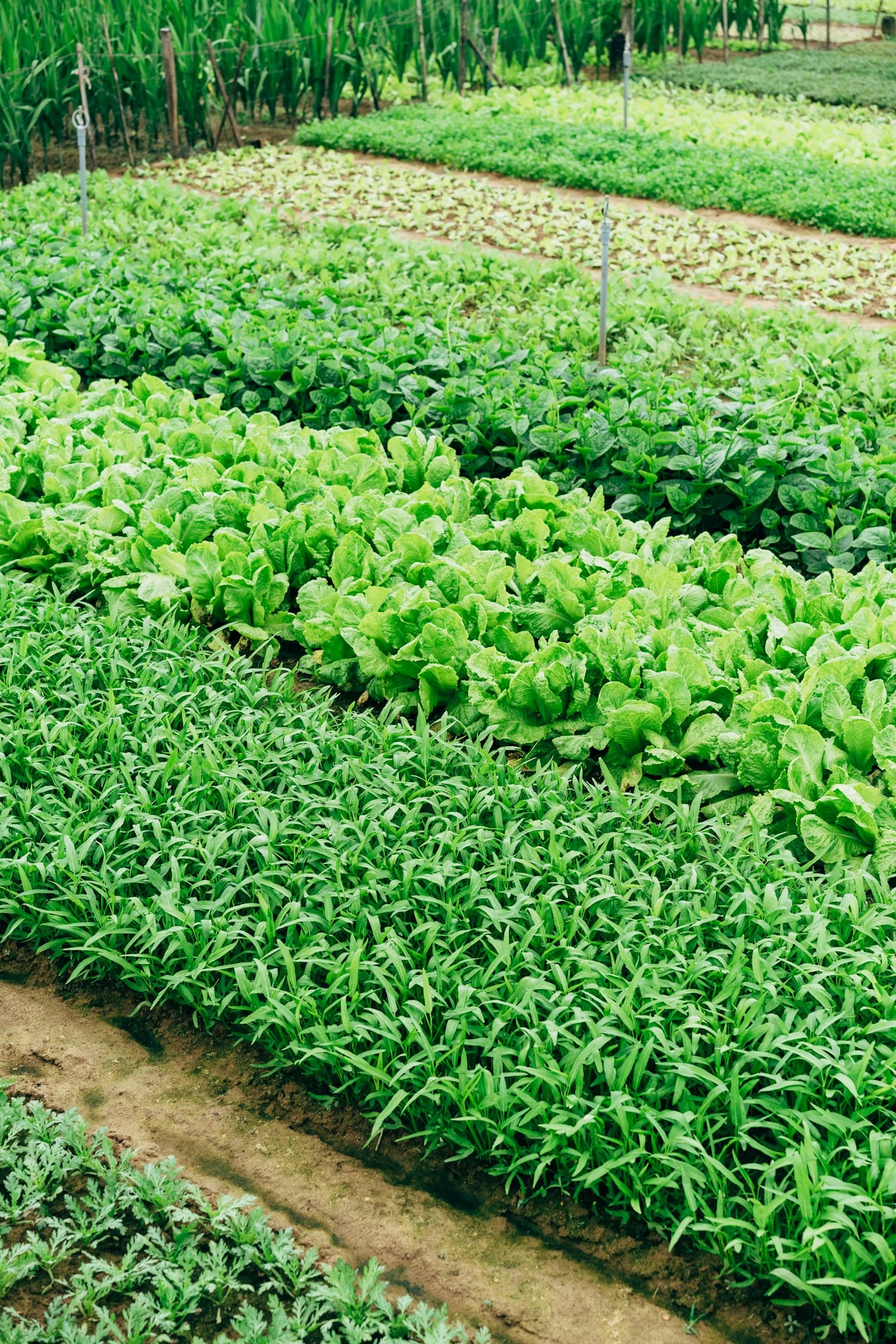 The Science Behind Organic Hemp Cultivation